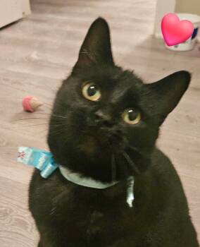 Rescue Domestic Short Hair Cats for Adoption in Rochester Hills, Michigan - Jetta | PetCurious