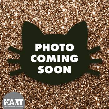 Domestic Short Hair Cats Available for Adoption in Harrisburg, Pennsylvania - Victor | PetCurious