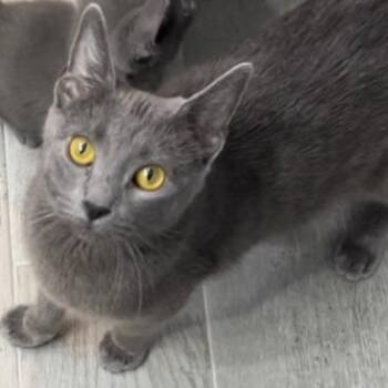 Portia -  Domestic Short Hair Cat for Adoption in Bolingbrook, Illinois - Portia | PetCurious