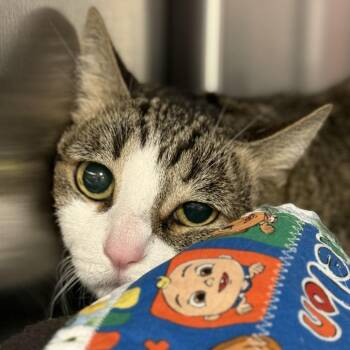 Domestic Short Hair Cats Available for Adoption - Ivvy | PetCurious