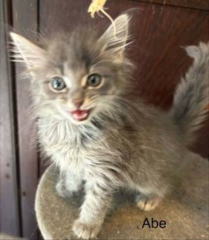 Abe -  Domestic Medium Hair Cat for Adoption in Randolph, Alabama - Abe | PetCurious
