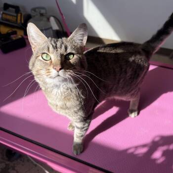 Tabby Cats Available for Adoption - Cousin Eddie | PetCurious