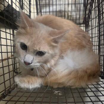 Rocco -  Domestic Medium Hair Cat for Adoption in Austin, Texas - Rocco | PetCurious