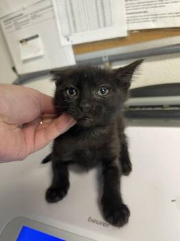 Gigi -  Domestic Short Hair Cat for Adoption in Bolivar, Missouri - Gigi | PetCurious