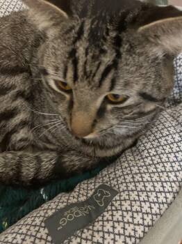 Blitzkrieg -  Tabby and Domestic Short Hair Cat for Adoption in Dublin, Ohio - Blitzkrieg | PetCurious