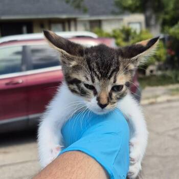 DAISY -  Domestic Short Hair Cat for Adoption in San Antonio, Texas - DAISY | PetCurious