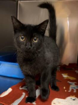 Brazil -  Domestic Short Hair Cat for Adoption in Ocala, Florida - Brazil | PetCurious