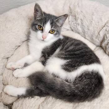 Rescue Domestic Short Hair Cats for Adoption in Greensboro, North Carolina - Lacey | PetCurious