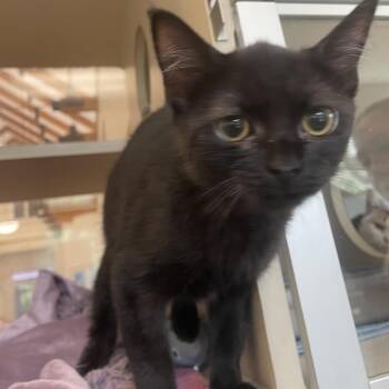 Nebula -  Domestic Short Hair Cat for Adoption in Gloucester, Virginia - Nebula | PetCurious
