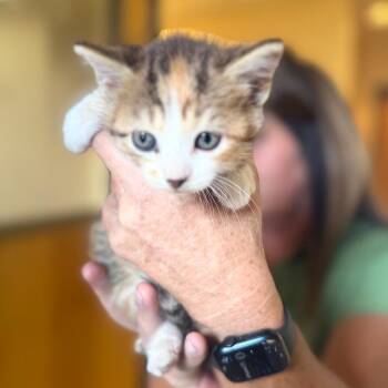 Domestic Short Hair Cats Available for Adoption in Corinth, Mississippi - Taddy | PetCurious