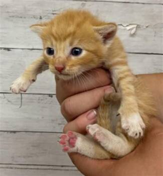 TRITON -  Domestic Short Hair Cat for Adoption in San Bernardino, California - TRITON | PetCurious