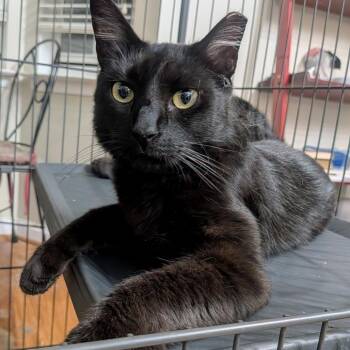 Domestic Short Hair Cats Available for Adoption in Waldorf, Maryland - Shadow | PetCurious