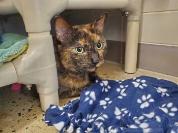 Rescue Domestic Medium Hair Cats for Adoption in Leesburg, Virginia - BELLA | PetCurious