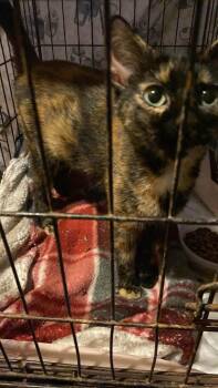 Dot -  Tortoiseshell and Siamese Cat for Adoption in Brownsville, Pennsylvania - Dot | PetCurious