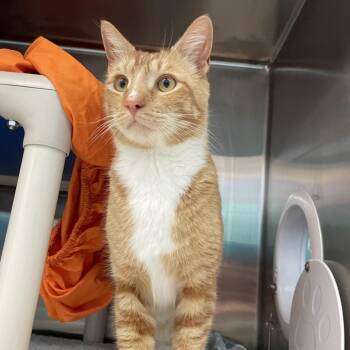 Domestic Short Hair Cats Available for Adoption in Philadelphia, Pennsylvania - Doctor Franklin | PetCurious
