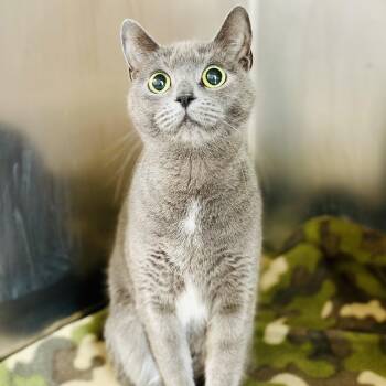 Titi -  Domestic Short Hair Cat for Adoption in Jackson Township, New Jersey - Titi | PetCurious