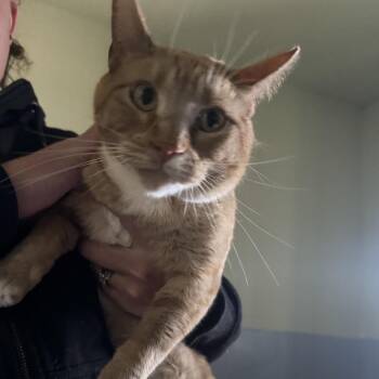 Himari -  Domestic Short Hair Cat for Adoption in Incline Village, Nevada - Himari | PetCurious