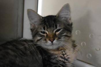 Nala -  Domestic Long Hair and Domestic Short Hair Cat for Adoption in Kansas City, Missouri - Nala | PetCurious