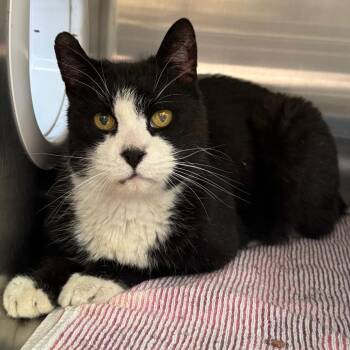 Domestic Short Hair Cats Available for Adoption - Sylvester | PetCurious