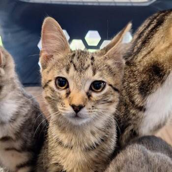 Mandarin -  Domestic Short Hair Cat Available for Adoption in Montgomery, Alabama - Mandarin | PetCurious