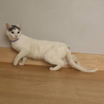 Miso C70326 -  Domestic Short Hair Cat for Adoption in Minnetonka, Minnesota - Miso C70326 | PetCurious