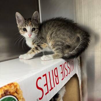 Domestic Short Hair Cats Available for Adoption in San Antonio, Texas - Tilly | PetCurious