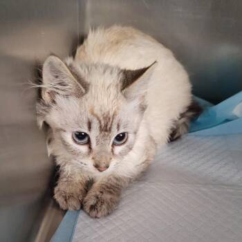 Domestic Medium Hair Cats Available for Adoption - Joey | PetCurious