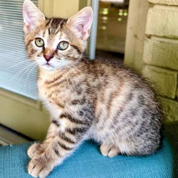 Tillie We Meet Again -  American Shorthair Cat for Adoption in Boerne, Texas - Tillie We Meet Again | PetCurious