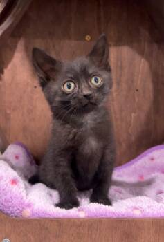 Onyx -  Domestic Short Hair Cat for Adoption in Nashville, Tennessee - Onyx | PetCurious