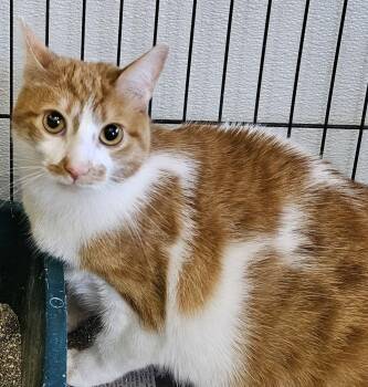 Rescue Domestic Short Hair Cats for Adoption in Lawrenceburg, Kentucky - Mai Tai (Barn Cat) | PetCurious