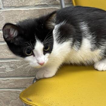 Michael Catson -  Domestic Short Hair Cat for Adoption in Davenport, Iowa - Michael Catson | PetCurious