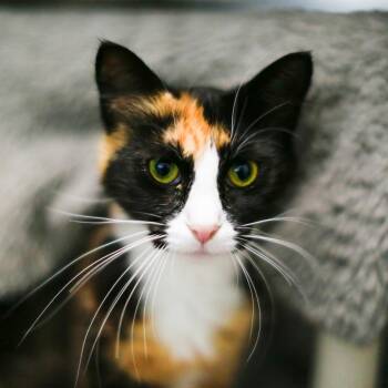 Kristen -  Domestic Long Hair Cat for Adoption in Dover, New Hampshire - Kristen | PetCurious