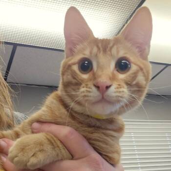Rib Eye -  Domestic Short Hair Cat for Adoption in Spokane, Washington - Rib Eye | PetCurious