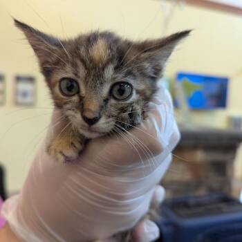 Matcha -  Domestic Short Hair Cat for Adoption in Lynchburg, Virginia - Matcha | PetCurious