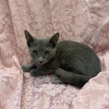 Wave -  Domestic Short Hair Cat for Adoption in Brea, California - Wave | PetCurious