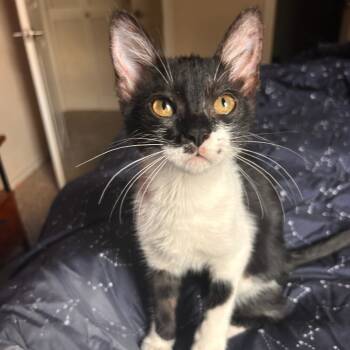 Rescue Domestic Short Hair Cats for Adoption in Fort Worth, Texas - Girlie Pop | PetCurious