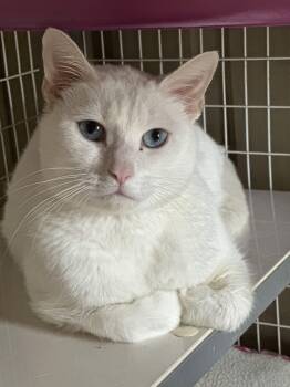 Domestic Short Hair Cats Available for Adoption in Newtown Square, Pennsylvania - Yeti | PetCurious