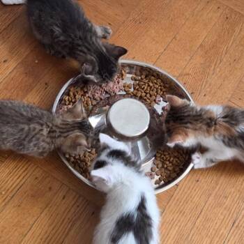 Domestic Short Hair Cats Available for Adoption in Merrifield, Virginia - Bean Ramishvili | PetCurious