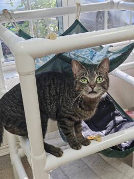 Bella (and Hawk) -  Domestic Short Hair Cat Available for Adoption in Westbrook, Connecticut - Bella (and Hawk) | PetCurious