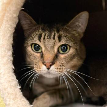 Zero -  Domestic Short Hair Cat for Adoption in Pittsford, Vermont - Zero | PetCurious
