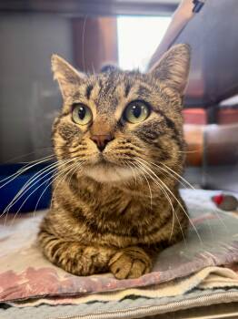 Domestic Short Hair Cats Available for Adoption in Midland, Michigan - Track Star | PetCurious