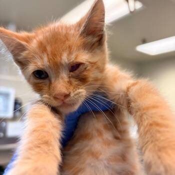 Jump -  Domestic Short Hair Cat for Adoption in Pasadena, California - Jump | PetCurious