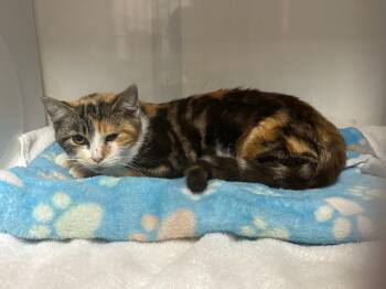 Rescue Domestic Short Hair Cats for Adoption in Wabash, Indiana - Sally | PetCurious