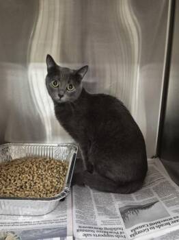Domestic Short Hair Cats Available for Adoption in Lawrenceville, Georgia - If-11c Missy | PetCurious