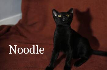 Domestic Short Hair Cats Available for Adoption - Noodle | PetCurious