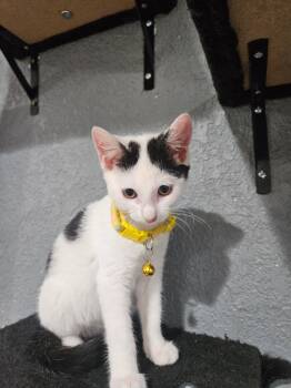 Faith -  Domestic Short Hair Cat for Adoption in Johnson City, Tennessee - Faith | PetCurious