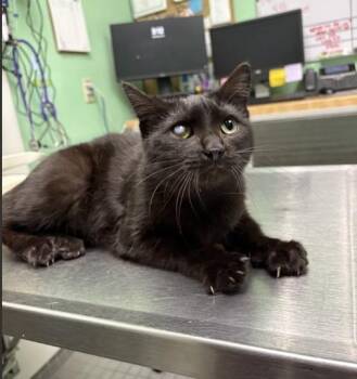 Domestic Short Hair Cats Available for Adoption in Killeen, Texas - JOEY | PetCurious