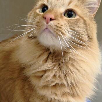 Domestic Medium Hair Cats Available for Adoption in Michigan City, Indiana - Kaplin | PetCurious