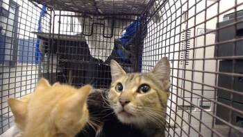 ASIA -  Domestic Short Hair Cat for Adoption in Doral, Florida - ASIA | PetCurious