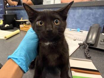 A1266405 -  Domestic Short Hair Cat for Adoption in Charlotte, North Carolina - A1266405 | PetCurious